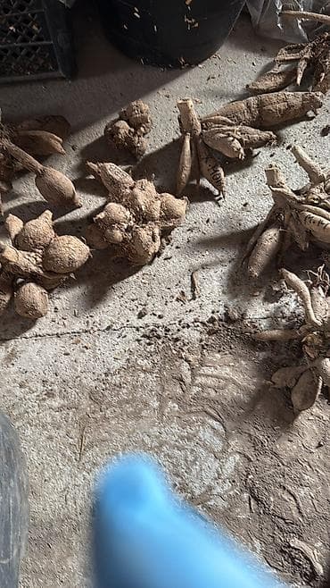 лимит: Георгины — сортовые делёнки/клубни Представлены проверенные — 10