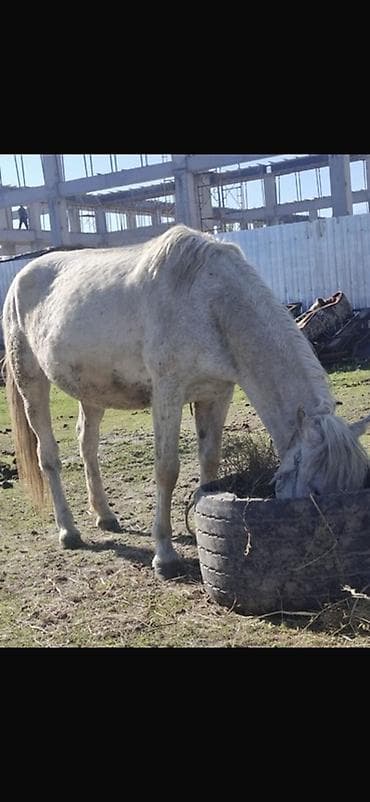 отдам животных в хорошие руки: Продаю | Кобыла (самка) | Для разведения — 2