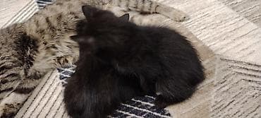 белый котенок: Котята домашние, черного окраса (двое), с маленьким белым галстуком у — 1
