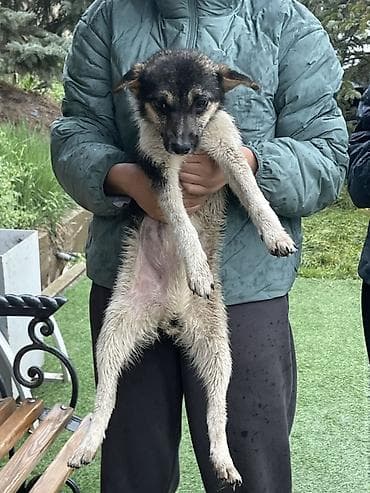 Щенок средних размеров, гладкошерстный, окраса черно-подпалый с белыми