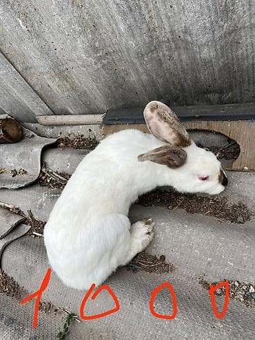 ош животные: Продаю | Крольчиха (самка), Кролик самец | Для разведения — 3