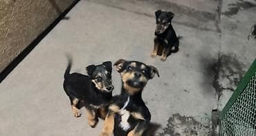 Отдам даром собаку: Отдам даром щенки метисы, короткошёрстные и среднешерстные, окрас — 4