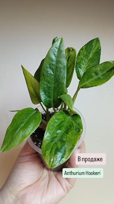 антуриум: В продаже ❇️ Вариегатный Липовидный Гибискус (укоренен из — 7