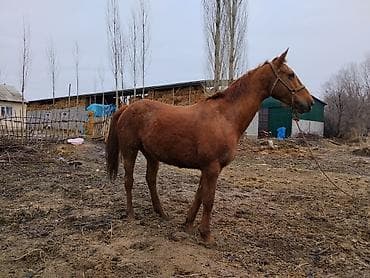 сколько стоит лошадь орловский рысак: Продаю | Кобыла (самка) | Для разведения | Племенные — 7