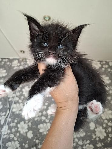 котят в хорошие руки: 🐾 В продаже элитные котята мейн-куны с полным пакетом Документов — 6