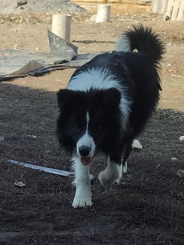 chi su: Щенки БОРДЕР КОЛЛИ. Порода по типу — пастушья/служебная (собака на — 1