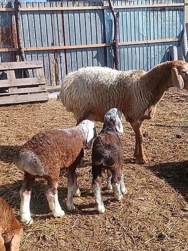 бараны породистые: Продаю | Овца (самка) | Для разведения | Матка — 8