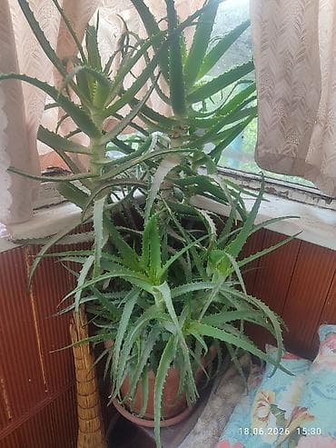 купить рыбу: Алоэ древовидное (Aloe arborescens) в горшках. - Крупные взрослые — 1