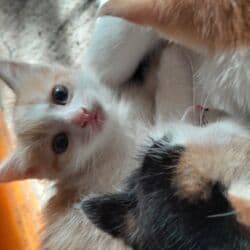 продам домик для кошки: Экзотическая, 2 месяца, Мальчик, Биколор — 2