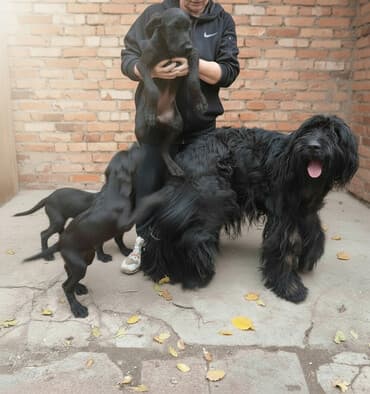 обмен на щенка: Щенки крупные черные . Метисы отец породы Ризеншнауцер (виден на — 1
