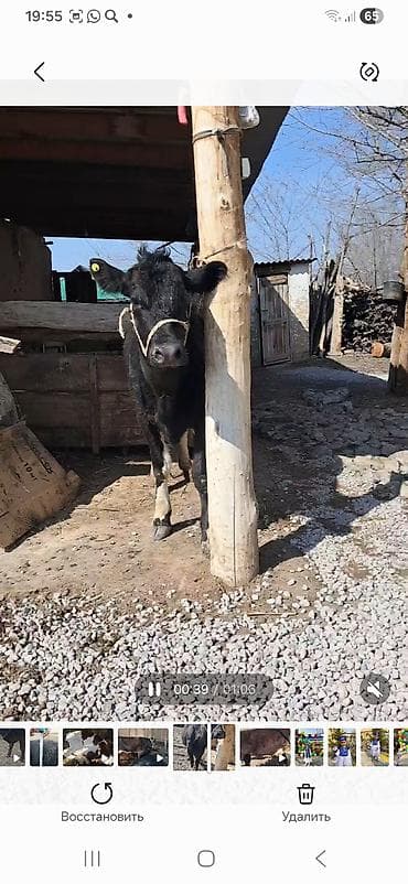 уй корова: Продаю | Корова (самка) | Полукровка | Для молока | После отела — 9