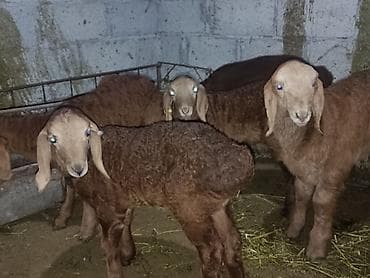 кой коро: Продаю | Ягненок | Для разведения | Племенные — 3