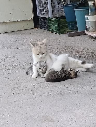 cat sofa: Котята от домашней кошки - Окрас: один белоснежный, два — 5