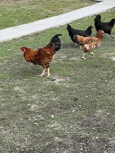 куриные лапы: Продаю | Куры | Домашняя | Для разведения — 1