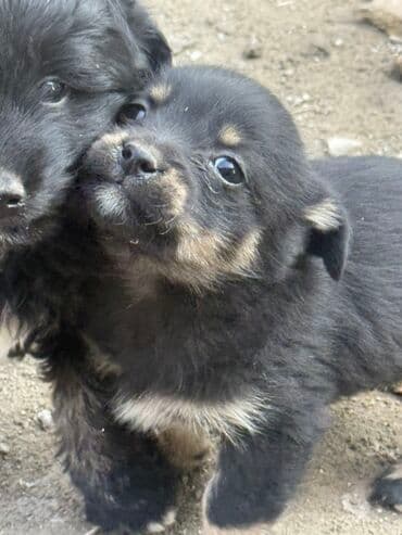 Ит кууту: Щенки метисы, маленькие пушистые комочки с выразительными мордочками и — 8