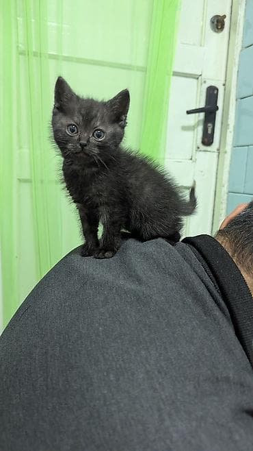 серые котики: Кошка даром: Скотиш Страйт (Шотландская прямоухая), 1 месяц, Мальчик — 1