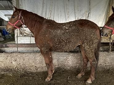 бир: Сатам | Бээ (ургаачы) — 2