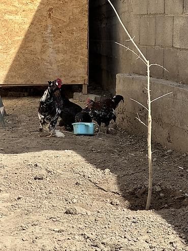 корм цыплят: Продаю | Куры | Для разведения — 1