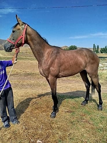 Лошади, кони: Продаю | Жеребец | Конный спорт — 3