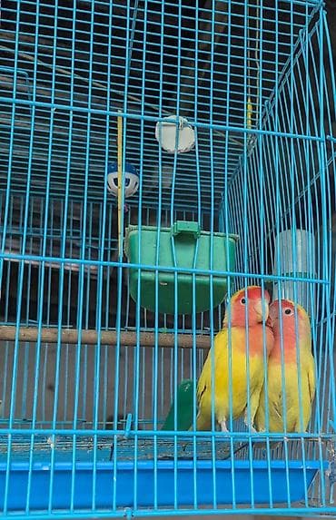 рыбы купить в аквариум: Пара неразлучников (Agapornis) в комплекте с клеткой и аксессуарами — 2