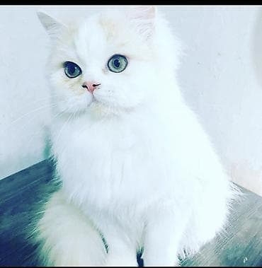 продажа вислоухих шотландских котят: Отдам кошек в добрые руки отдаются все после стерилизации — 3