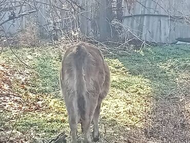 собаки рынок в бишкеке цены: Продаю | Тёлка | Для разведения — 9