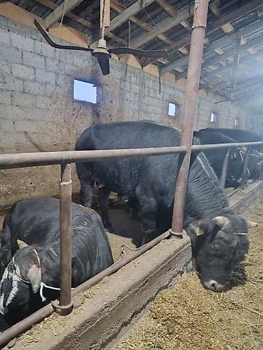 малинуа купить щенка: Продаю | Бык (самец) | На откорм | Привязанные — 6