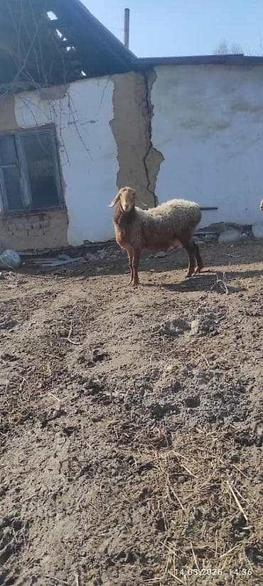 Товары и оборудование для с/х животных: Продаю | Овца (самка) | Арашан | Для разведения — 2