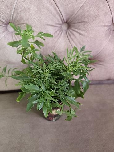 лилии бишкек: Филодендрон Биркин -300 Хойя с горшком-500 Хлорофитум с горшком-400 — 3