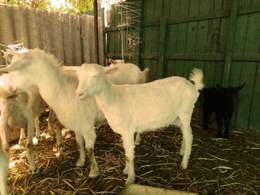 продаю в связи с переездом: Сатам | Эчки (ургаачы) — 15