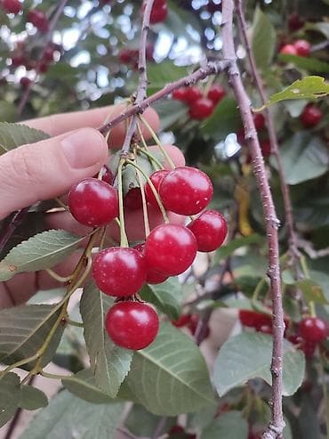 ош заказ: Вишня 🍒 дачная. Собираем под заказ — 1