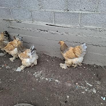 d cat: Продаю | Куры | Брама | Для разведения — 1