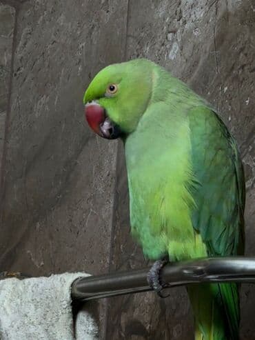 Кошки: Продаю попугая Ожерелового - Подходит для домашнего содержания — 1