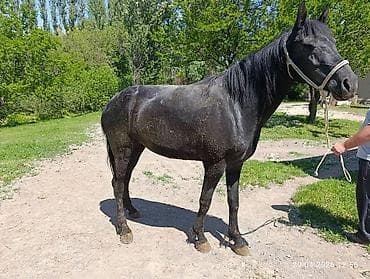 Продаю | Кобыла (самка)