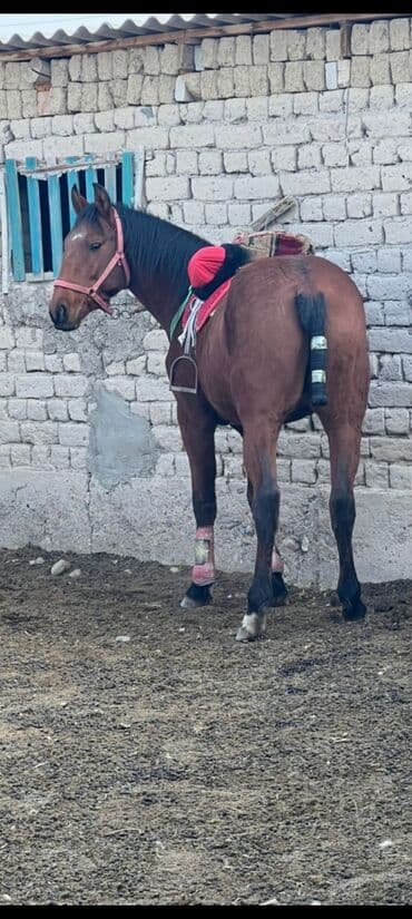 собака для охоты: Продаю | Конь (самец) | Конный спорт | Племенные — 1