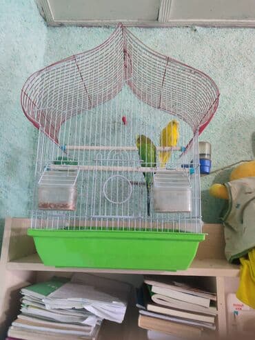 брокерское объединение феникс бишкек: Волнистые попугаи Пара самец самка 9месяцев писать реальным — 18