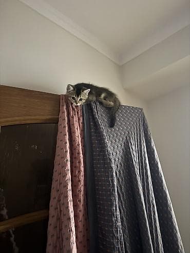 Скотиш Страйт (Шотландская прямоухая), 2 месяца, Мальчик, Приучена к лотку, С документами at lalafo.kg Скотиш Страйт (Шотландская прямоухая), 2 месяца, Мальчик, Приучена к лотку, С документами