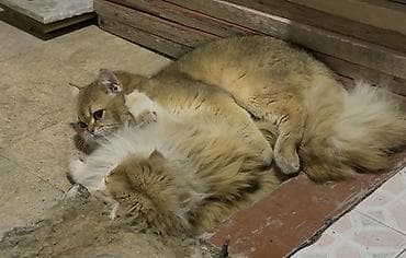 британские котята цена: Британская короткошёрстная, 2 месяца, Девочка, Золотая шиншилла, Приучена к лотку, Проглистована, С документами — 6