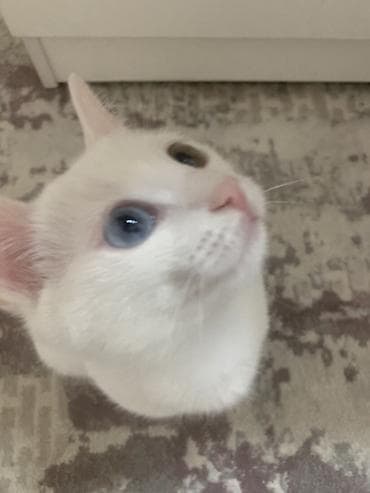 купить кот gold: 4 месяца, Мальчик, Белый — 2