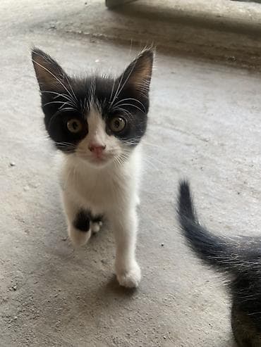 арзан иттер: Мышык бекер берилет: Породасыз, 2 айлык, Ургаачы, Лотокко барууга үйрөтүлгөн — 3