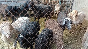 поросята кара балта: Продаю | Овца (самка) | На забой | Матка — 2