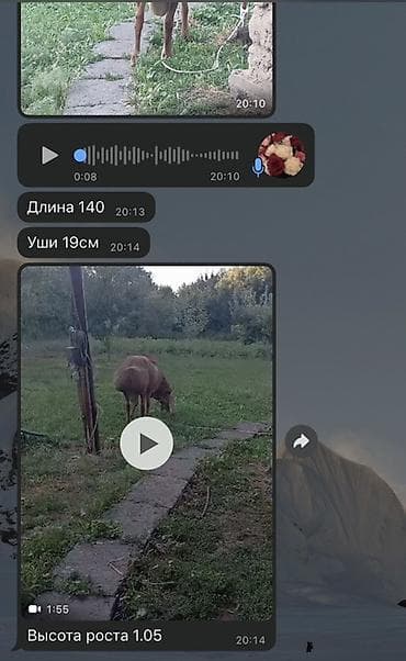 хара: Сатам | Кочкор (эркек) | Көбөйтүү үчүн | Асыл тукумдуу — 1