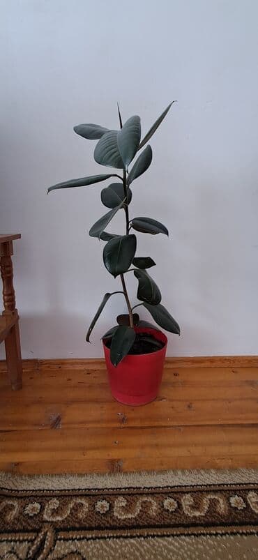 купить фикус: Фикус эластика — 1