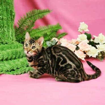 сколько стоит котенок британской золотой шиншиллы: Внимание бишкек .!! . Питомник бен гла мур предлагает чудесных — 11