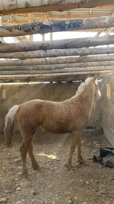 тазы собака: Сатам | Тай | Ат спорту — 5