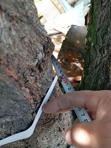 голандские розы: Многовствольное дерево для заготовки древесины/декоративного — 2