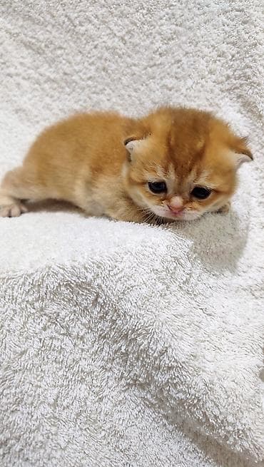 Продажа кошек: Шотландские котята (fold/straight) золотых окрасов готовы к раннему — 1