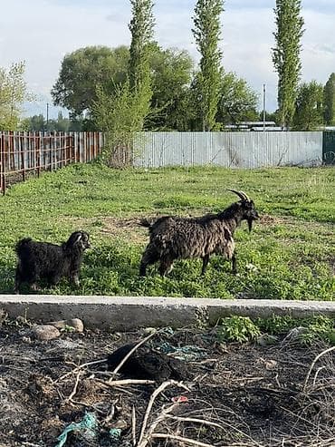 мамалак купить: Продаю | Коза (самка) — 1