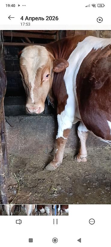 собака пидбул: Продаю | Бык (самец) | Голштин | На забой | Искусственник — 1