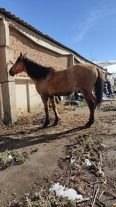 белый конь: Продаю | Конь (самец) | Конный спорт — 8